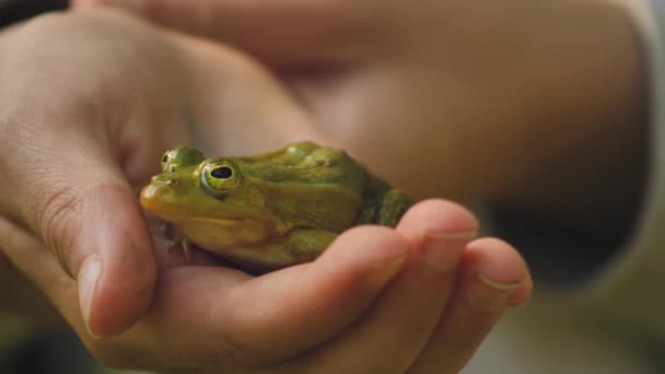 Πράσινος Βάτραχος Κάθεται Στην Παλάμη Πράσινος Βάτραχος Κάθεται Ένα Γρασίδι — Αρχείο Βίντεο