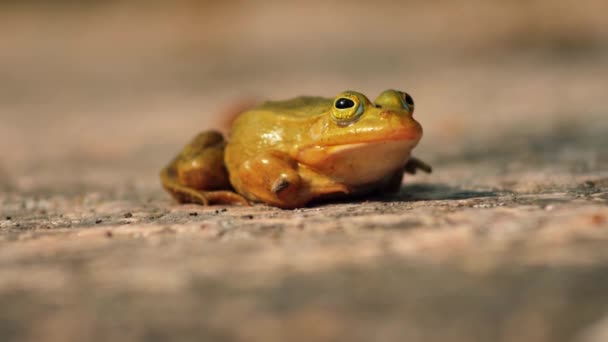 Yeşil Bir Kurbağa Bir Kayanın Üzerinde Oturuyor Yeşil Kurbağa Bitki — Stok video