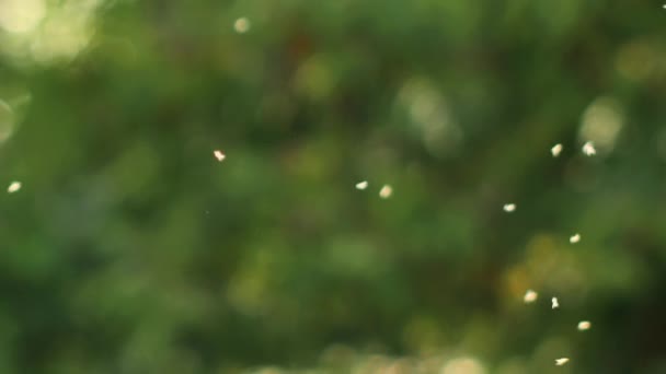 Malí Komáři Létají Paprscích Světla Paprscích Zapadajícího Slunce Rojí Hmyz — Stock video