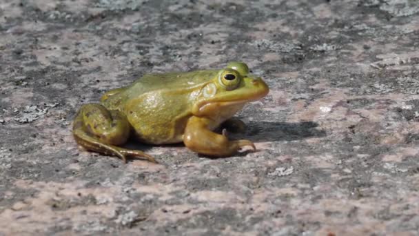 Ein Grüner Frosch Sitzt Auf Einem Felsen Grüner Frosch Auf — Stockvideo