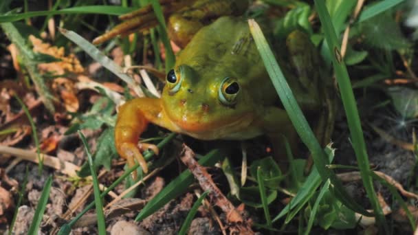 緑のカエルが緑の草の上に座っている 緑のカエルの草の植生に囲まれて座っている 自然環境の中でカエル 生態学的にきれいな環境 — ストック動画