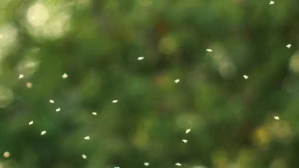 Pequenos Mosquitos Voam Nos Raios Luz Insetos Invadem Raios Sol — Vídeo de Stock