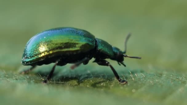 Green Leaf Beetle Linaeidea Aenea Beetle Moves Tree Leaf — Stock Video