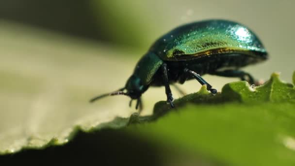 Escarabajo Hoja Verde Linaeidea Aenea Escarabajo Mueve Sobre Una Hoja — Vídeo de stock