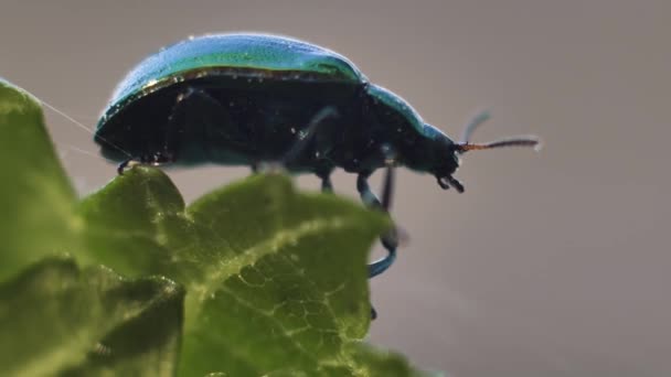 Grüner Laubkäfer Linaeidea Aenea Ein Käfer Bewegt Sich Auf Einem — Stockvideo