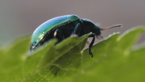 Escarabajo Hoja Verde Linaeidea Aenea Escarabajo Mueve Sobre Una Hoja — Vídeo de stock