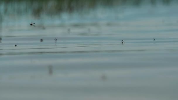 Маленькие Комары Летают Над Водой Лучах Света Насекомые Роятся Лучах — стоковое видео