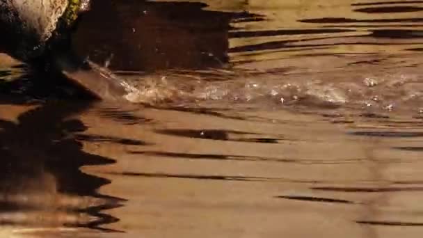 Inquinamento Delle Acque Natura Acqua Sporca Scorre Nel Fiume Attraverso — Video Stock