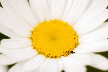 Papatya çayır yaz çiçeği. Beyaz yapraklı ve sarı merkezli bir çiçek. Doğada gündönümü kutlaması. Ligo tatili için Letonya 'nın sembolü. Letonya 'da yaz ortası. Geleneksel Letonya yaz ortası.