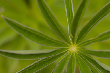 Lupine çiçekleri ve yemyeşil yapraklar. Süper Macro yakın plan güzel yapraklı, taze istilacı bitki. Yumuşak seçici odaklanma. Resim için yapay olarak tahıl oluşturuldu