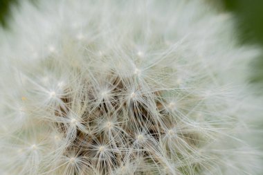 Süper makro karahindiba tüyü. Karahindiba tohumlarının soyut yakın plan çekimleri. Doğal ortamda detaylı karahindiba çiçeği tohumu. Yumuşak seçici odak