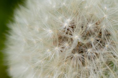 Süper makro karahindiba tüyü. Karahindiba tohumlarının soyut yakın plan çekimleri. Doğal ortamda detaylı karahindiba çiçeği tohumu. Yumuşak seçici odak
