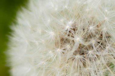 Süper makro karahindiba tüyü. Karahindiba tohumlarının soyut yakın plan çekimleri. Doğal ortamda detaylı karahindiba çiçeği tohumu. Yumuşak seçici odak