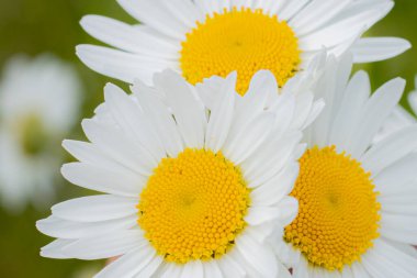 Papatya çayır yaz çiçeği. Beyaz yapraklı ve sarı merkezli bir çiçek. Doğada gündönümü kutlaması. Ligo tatili için Letonya 'nın sembolü. Letonya 'da yaz ortası. Geleneksel Letonya yaz ortası.