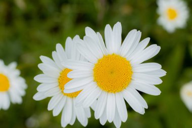 Papatya çayır yaz çiçeği. Beyaz yapraklı ve sarı merkezli bir çiçek. Doğada gündönümü kutlaması. Ligo tatili için Letonya 'nın sembolü. Letonya 'da yaz ortası. Geleneksel Letonya yaz ortası.