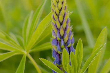 Lupine çiçekleri ve yemyeşil yapraklar. Süper Macro yakın plan güzel yapraklı, taze istilacı bitki. Yumuşak seçici odaklanma. Resim için yapay olarak tahıl oluşturuldu