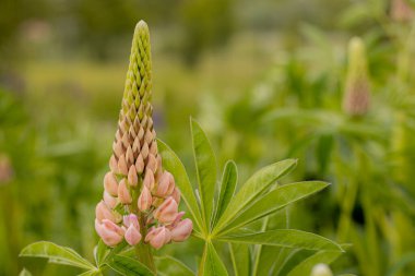 Lupine çiçekleri ve yemyeşil yapraklar. Süper Macro yakın plan güzel yapraklı, taze istilacı bitki. Yumuşak seçici odaklanma. Resim için yapay olarak tahıl oluşturuldu