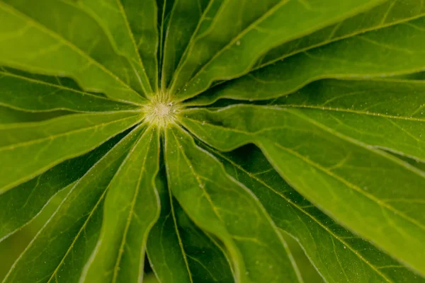 緑豊かな葉を持つルパンの花 美しい葉を持つ新鮮な侵襲的な植物のスーパーマクロのクローズアップ ソフト選択的フォーカス 写真のための人工的に作成された穀物 — ストック写真