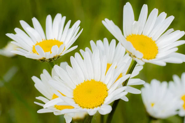 Papatya çayır yaz çiçeği. Beyaz yapraklı ve sarı merkezli bir çiçek. Doğada gündönümü kutlaması. Ligo tatili için Letonya 'nın sembolü. Letonya 'da yaz ortası. Geleneksel Letonya yaz ortası.