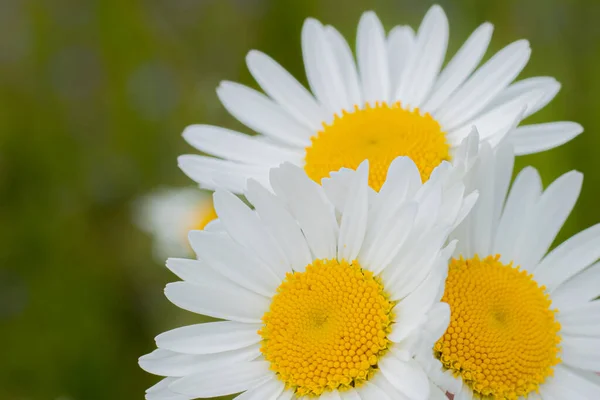 White flowers with yellow centers hi-res stock photography and