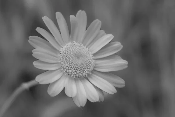 Gänseblümchen Wiese Sommerblume Eine Blume Mit Weißen Blättern Und Einer — Stockfoto