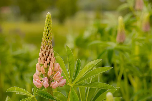 Lupinové Květy Svěžími Zelenými Listy Super Makro Detailní Záběr Čerstvé — Stock fotografie
