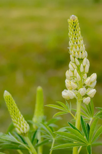 Lupinové Květy Svěžími Zelenými Listy Super Makro Detailní Záběr Čerstvé — Stock fotografie