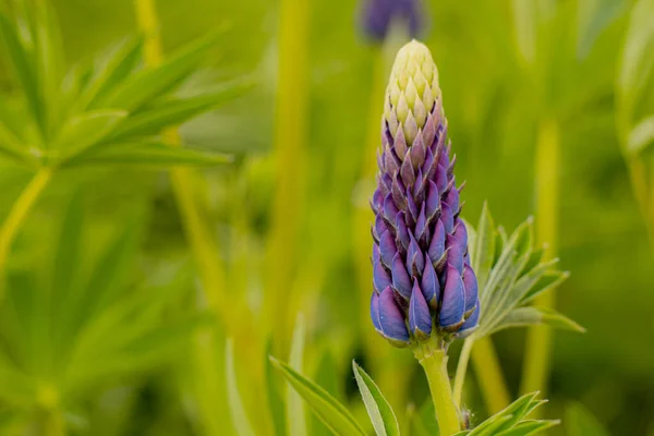 Lupine Çiçekleri Yemyeşil Yapraklar Süper Macro Yakın Plan Güzel Yapraklı — Stok fotoğraf