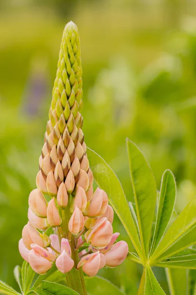 Lupine çiçekleri ve yemyeşil yapraklar. Süper Macro yakın plan güzel yapraklı, taze istilacı bitki. Yumuşak seçici odaklanma. Resim için yapay olarak tahıl oluşturuldu