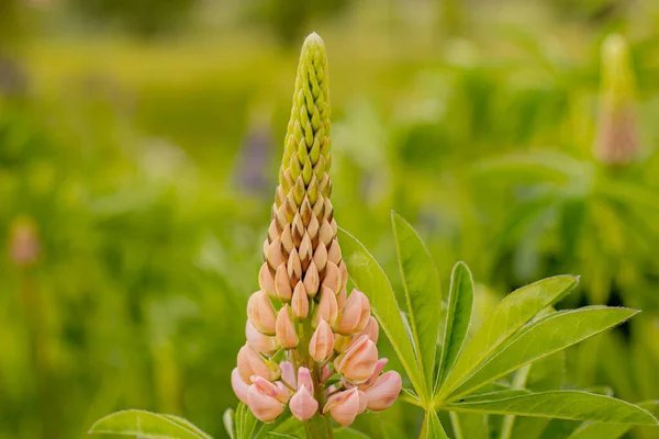 Lupin Blommor Med Frodiga Gröna Blad Super Macro Närbild Frisk — Stockfoto