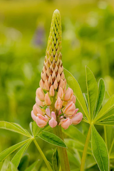 Flori Lupine Frunze Verzi Luxuriante Super Macro Aproape Planta Proaspătă — Fotografie, imagine de stoc