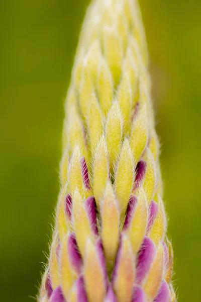 Lupine Flowers Lush Green Leaves Super Macro Close Fresh Invasive — Stock Photo, Image