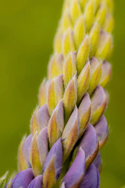 Lupine Flowers Lush Green Leaves Super Macro Close Fresh Invasive — Stock Photo, Image