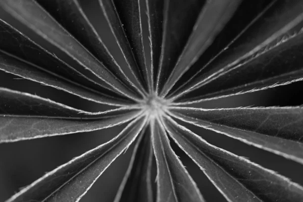 緑豊かな葉を持つルパンの花 美しい葉を持つ新鮮な侵襲的な植物のスーパーマクロのクローズアップ ソフト選択的フォーカス 写真のための人工的に作成された穀物 — ストック写真