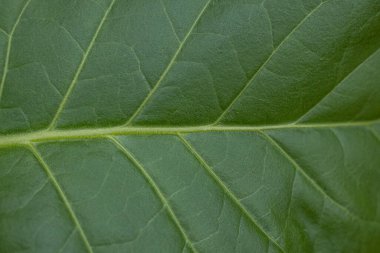 Yemyeşil yapraklı tütün tarlası. Süper makro yakın plan taze tütün yaprakları. Yumuşak seçici odaklanma. Resim için yapay olarak tahıl oluşturuldu