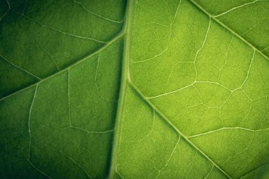 Yemyeşil yapraklı tütün tarlası. Süper makro yakın plan taze tütün yaprakları. Yumuşak seçici odaklanma. Resim için yapay olarak tahıl oluşturuldu