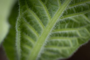 Yemyeşil yapraklı tütün tarlası. Süper makro yakın plan taze tütün yaprakları. Yumuşak seçici odaklanma. Resim için yapay olarak tahıl oluşturuldu