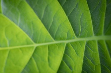 Yemyeşil yapraklı tütün tarlası. Süper makro yakın plan taze tütün yaprakları. Yumuşak seçici odaklanma. Resim için yapay olarak tahıl oluşturuldu