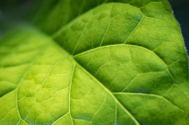 Yemyeşil yapraklı tütün tarlası. Süper makro yakın plan taze tütün yaprakları. Yumuşak seçici odaklanma. Resim için yapay olarak tahıl oluşturuldu