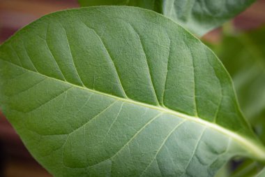 Yemyeşil yapraklı tütün tarlası. Süper makro yakın plan taze tütün yaprakları. Yumuşak seçici odaklanma. Resim için yapay olarak tahıl oluşturuldu