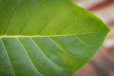 Yemyeşil yapraklı tütün tarlası. Süper makro yakın plan taze tütün yaprakları. Yumuşak seçici odaklanma. Resim için yapay olarak tahıl oluşturuldu