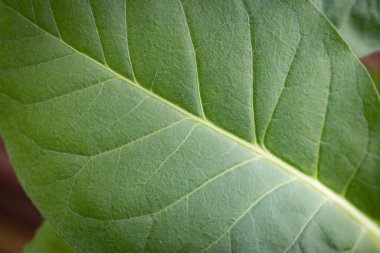 Yemyeşil yapraklı tütün tarlası. Süper makro yakın plan taze tütün yaprakları. Yumuşak seçici odaklanma. Resim için yapay olarak tahıl oluşturuldu
