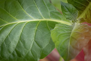 Yemyeşil yapraklı tütün tarlası. Süper makro yakın plan taze tütün yaprakları. Yumuşak seçici odaklanma. Resim için yapay olarak tahıl oluşturuldu