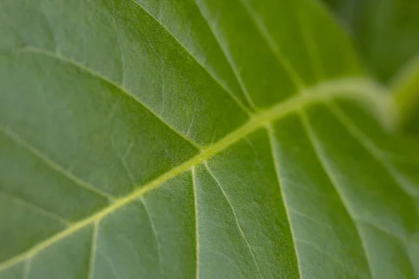 緑豊かな葉を持つタバコのプランテーション 新鮮なタバコの葉のスーパーマクロ閉鎖 ソフト選択的フォーカス 写真のための人工的に作成された穀物 — ストック写真