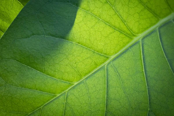 Табачная Плантация Пышными Зелеными Листьями Супер Макро Крупным Планом Свежих — стоковое фото