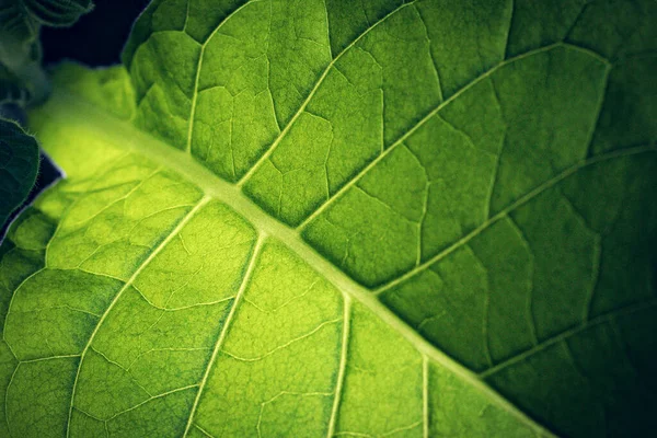 Табачная Плантация Пышными Зелеными Листьями Супер Макро Крупным Планом Свежих — стоковое фото