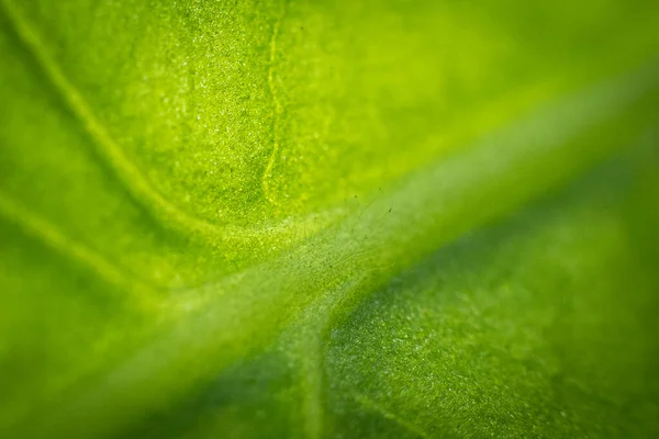 Plantação Tabaco Com Folhas Verdes Exuberantes Super Macro Close Folhas — Fotografia de Stock