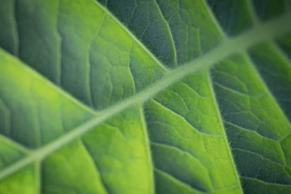 緑豊かな葉を持つタバコのプランテーション 新鮮なタバコの葉のスーパーマクロ閉鎖 ソフト選択的フォーカス 写真のための人工的に作成された穀物 — ストック写真