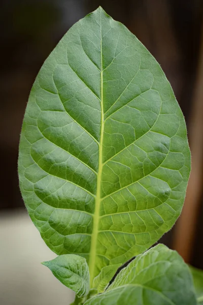 stock image Tobacco plantation with lush green leaves. Super macro close-up of fresh tobacco leaves. Soft selective focus. Artificially created grain for the picture