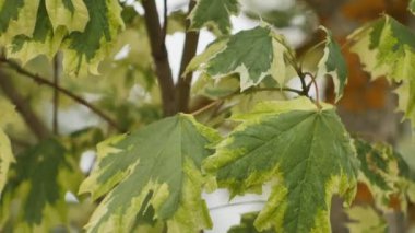 Renkli akçaağaç yaprakları rüzgarda hareket eder.